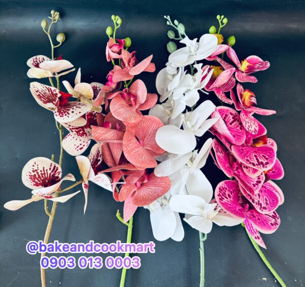 photo-output Orchid flower